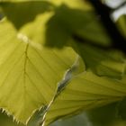 Frühling im Buchenwald