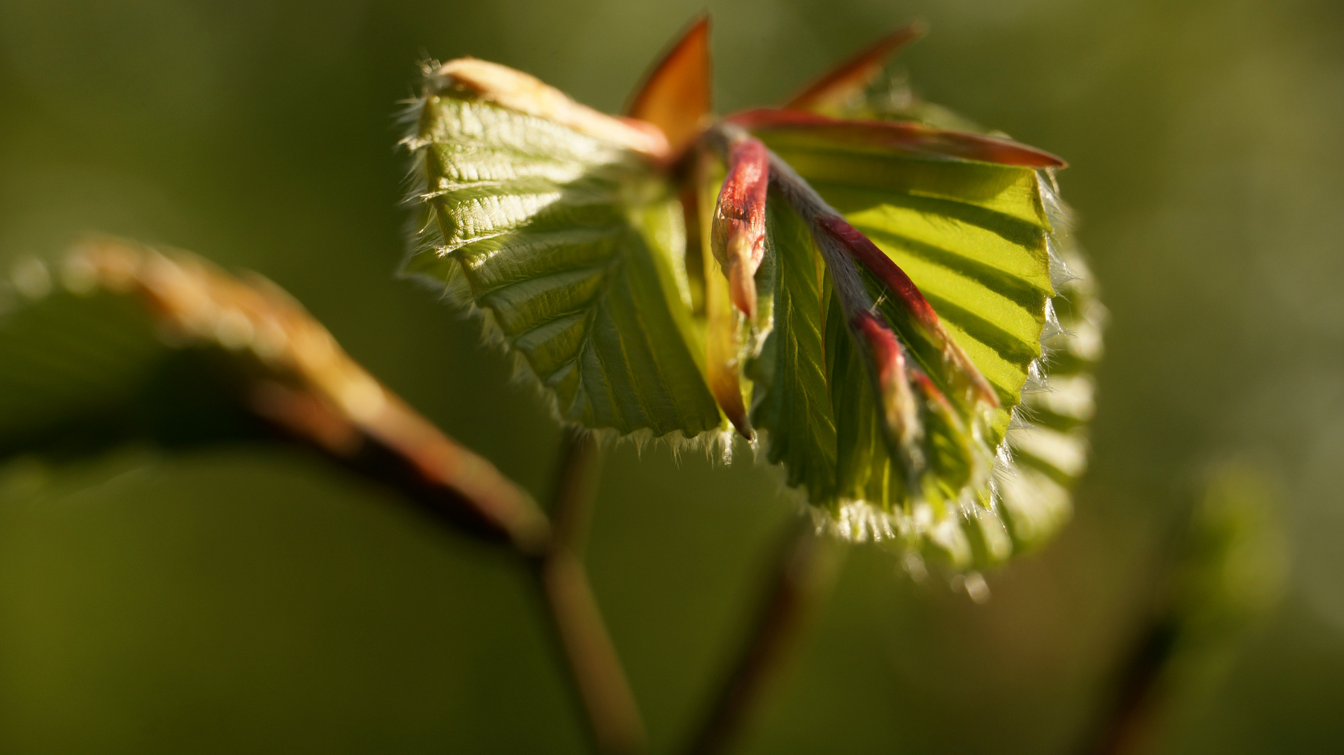 Frühling im Buchenwald