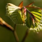 Frühling im Buchenwald