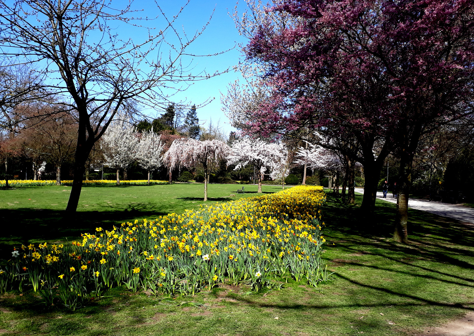 Frühling im Bunten Garten Foto & Bild deutschland