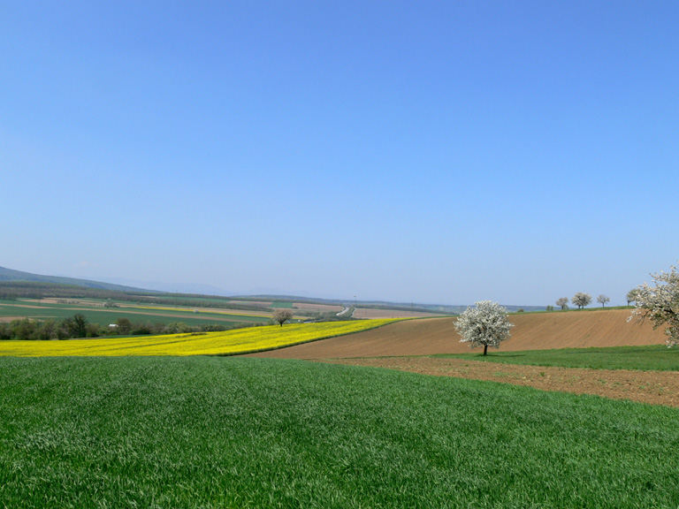 Frühling im Burgenland 2