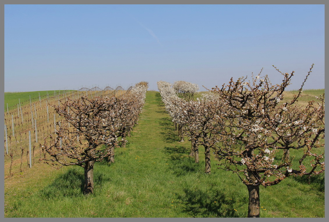 Frühling im Burgenland