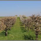 Frühling im Burgenland