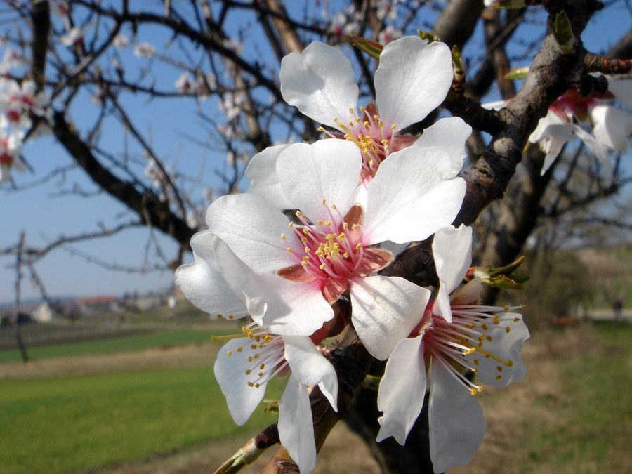 Frühling im Burgenland