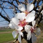 Frühling im Burgenland