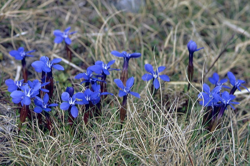 Frühling im Burren