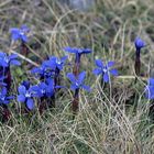 Frühling im Burren