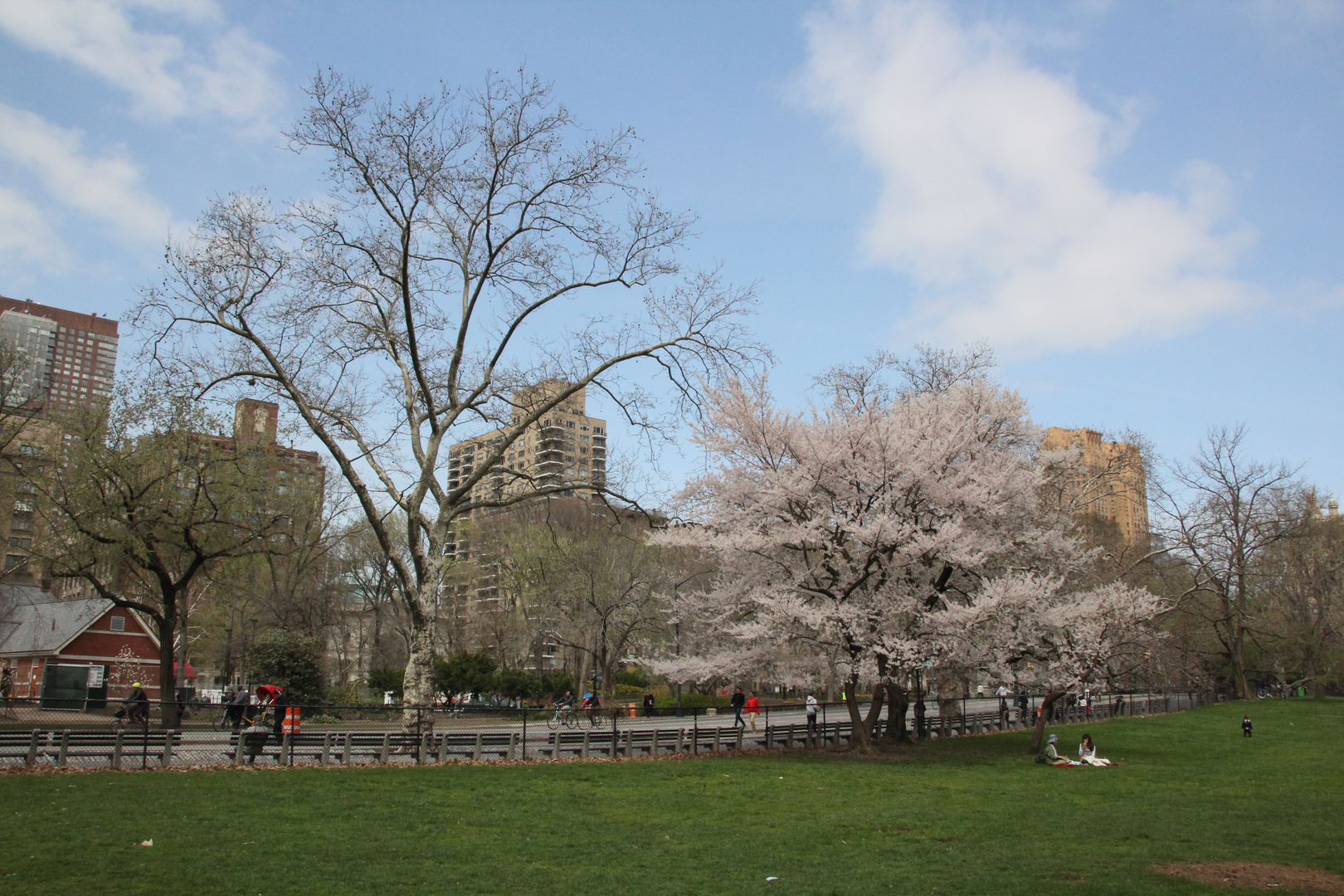 Frühling im Central Park II