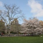 Frühling im Central Park II