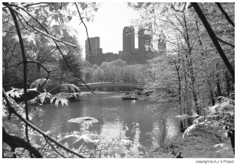 Frühling im Central Park - New York im Mai´2006