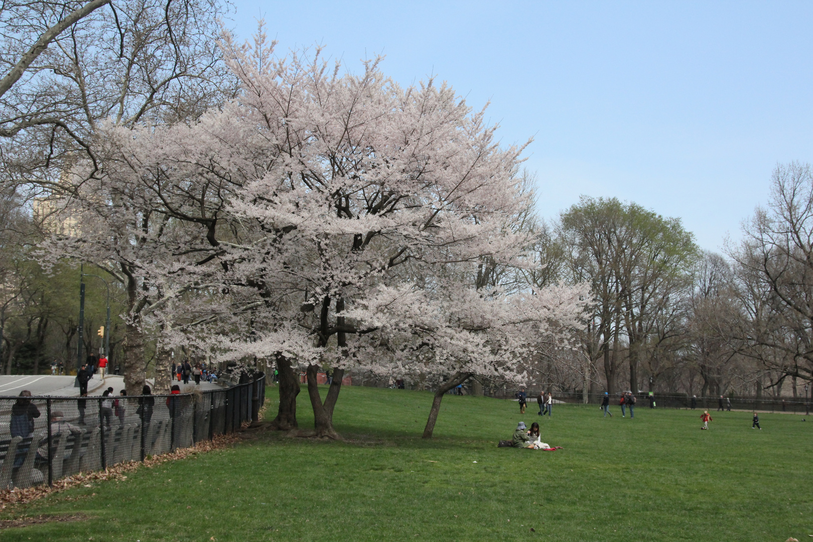 Frühling im Central Park NY