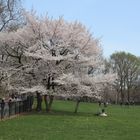 Frühling im Central Park NY