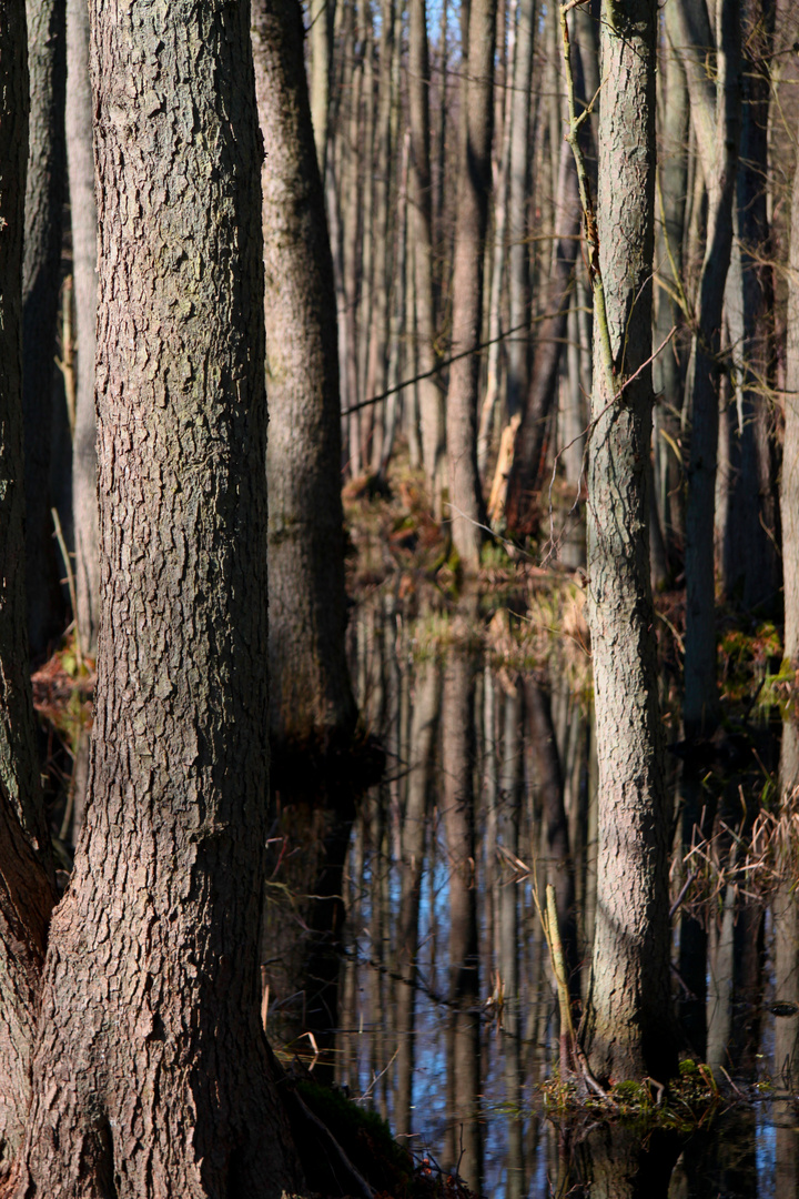 Frühling im Darsswald