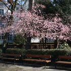 Frühling im Deweerthschen Garten