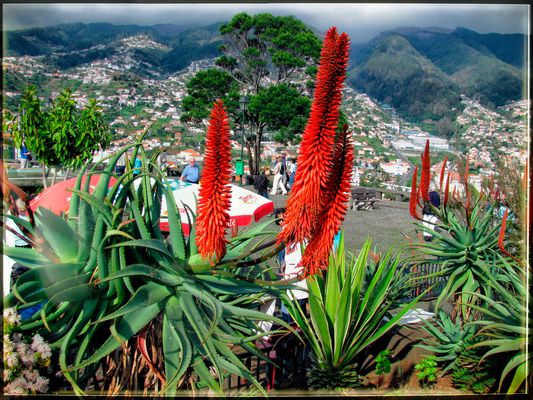 FRÜHLING IM DEZEMBER.....