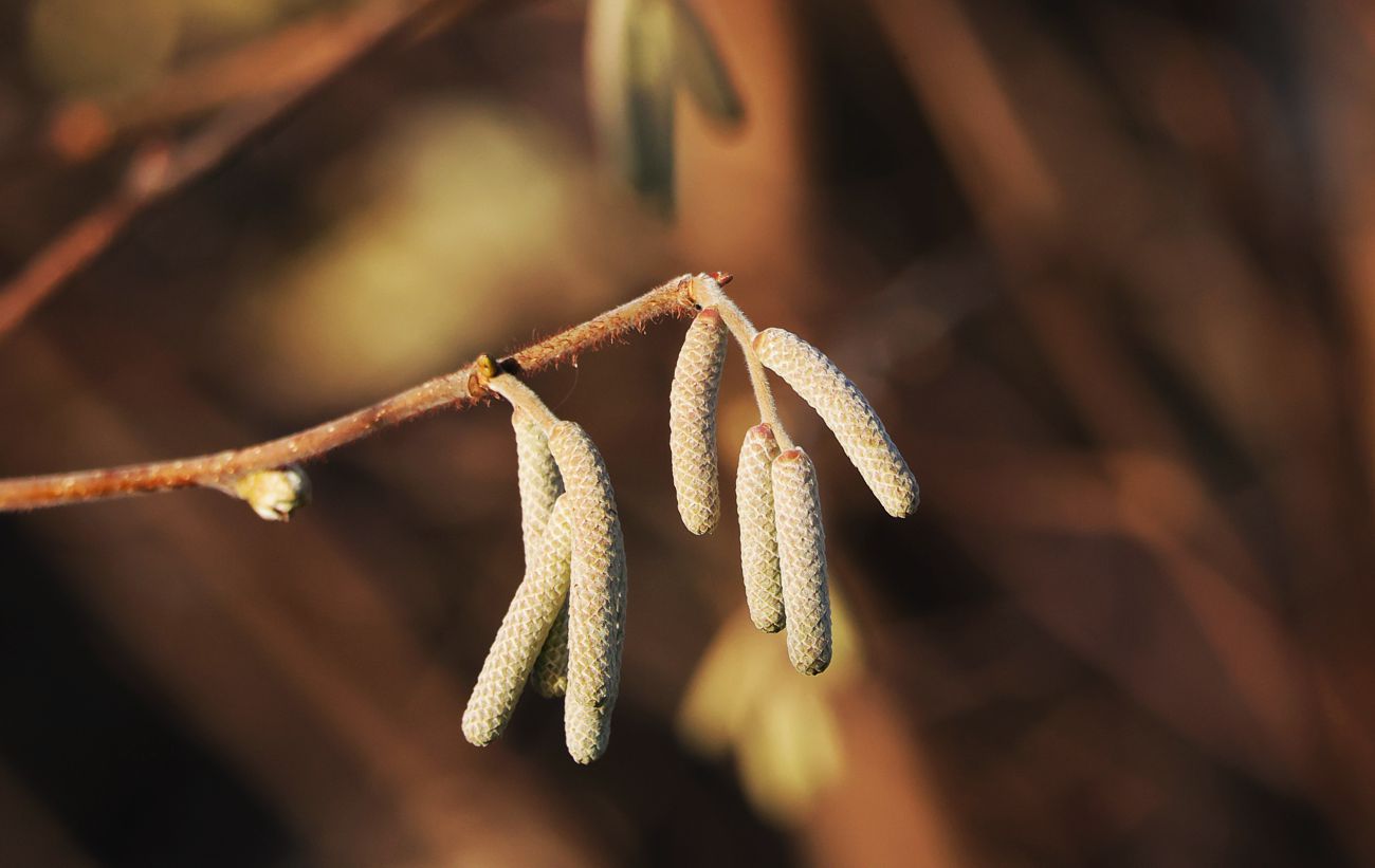 Frühling im Dezember