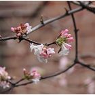 Frühling im Dezember...