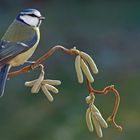 Frühling im Dezember I