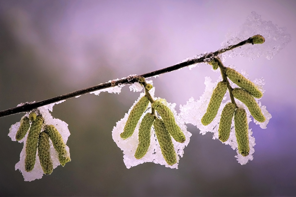 Frühling im Dezember III