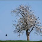 frühling im......