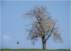 frühling im......