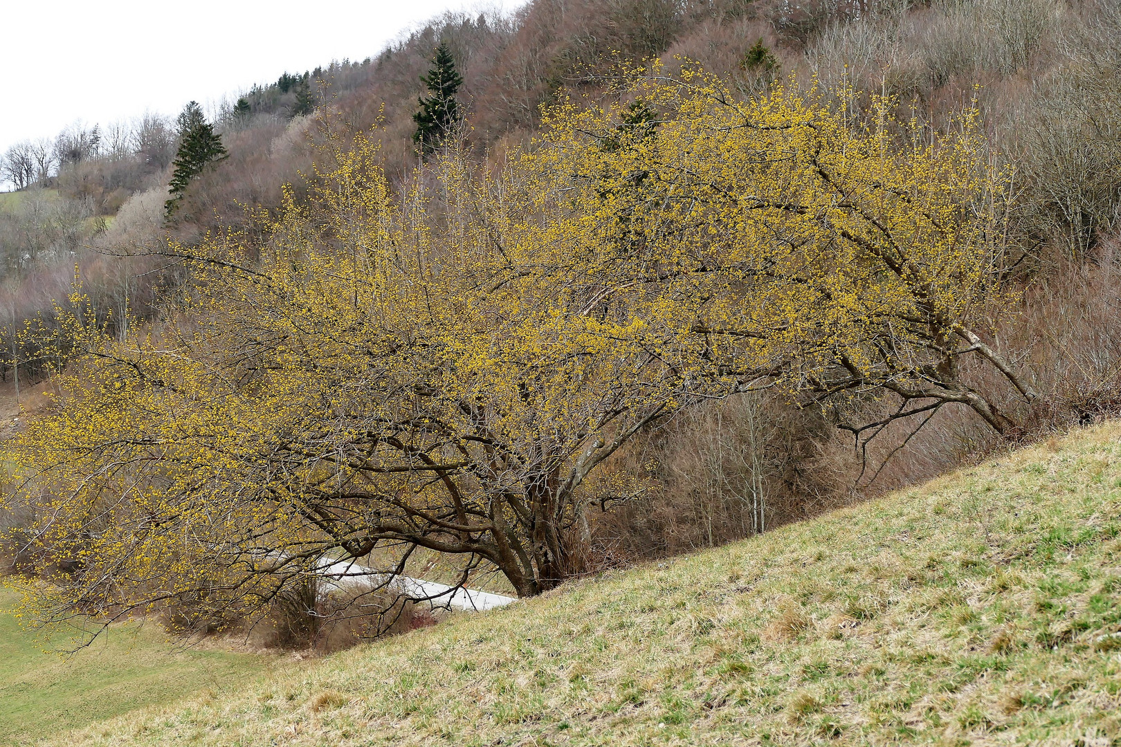 Frühling im Dirndltal