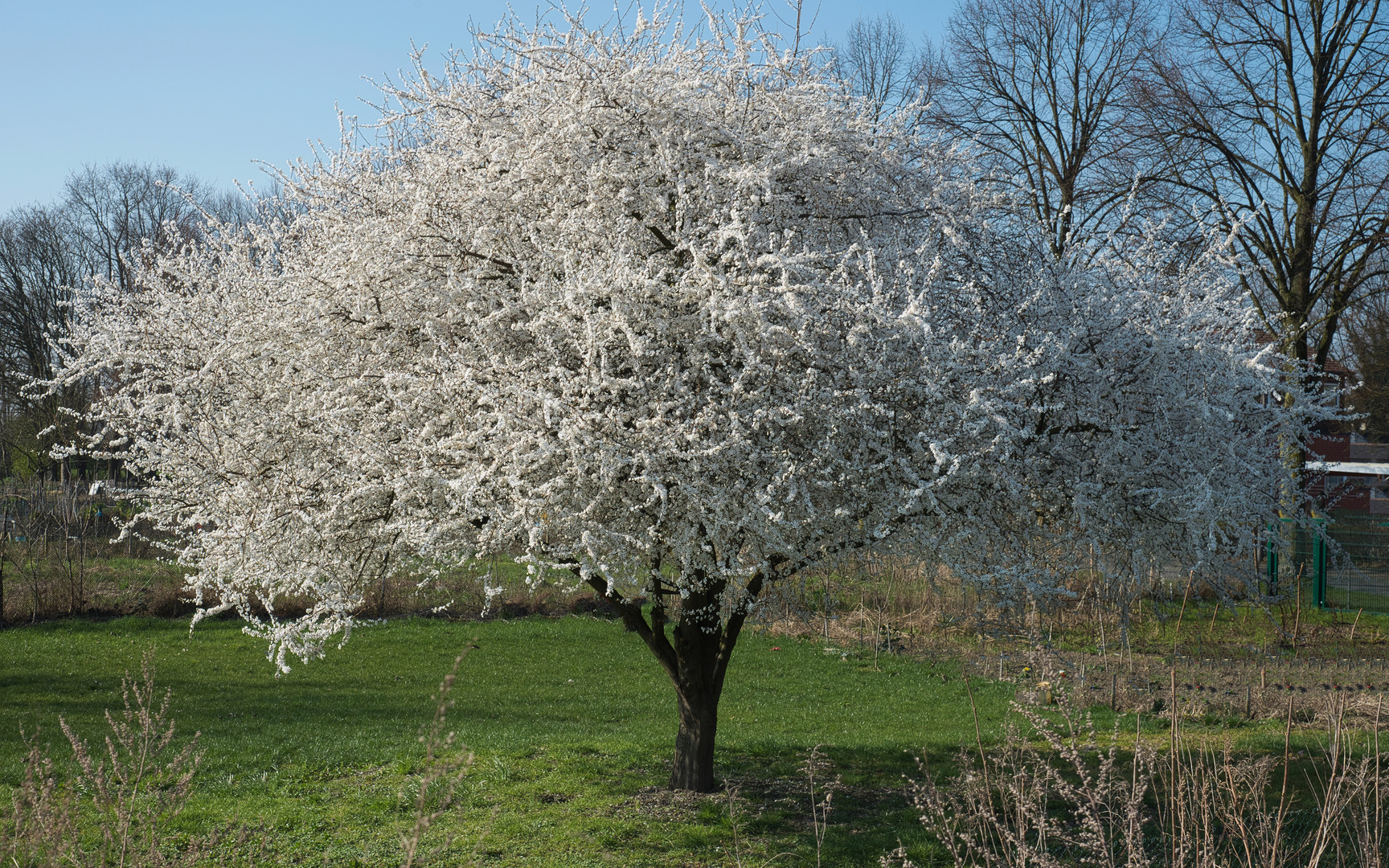 Frühling im Dorf