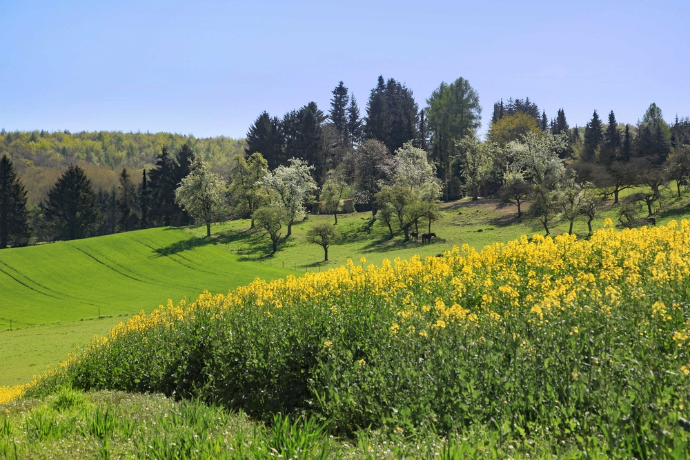 Frühling im Drachenfelser Ländchen...