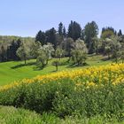 Frühling im Drachenfelser Ländchen...