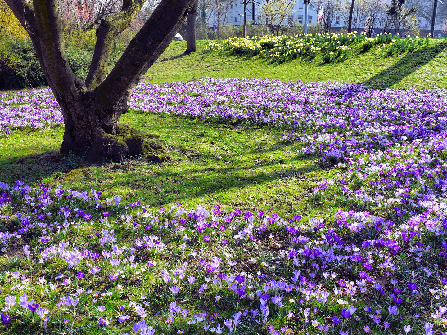 Frühling im Düsseldorfer Hofgarten