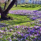 Frühling im Düsseldorfer Hofgarten