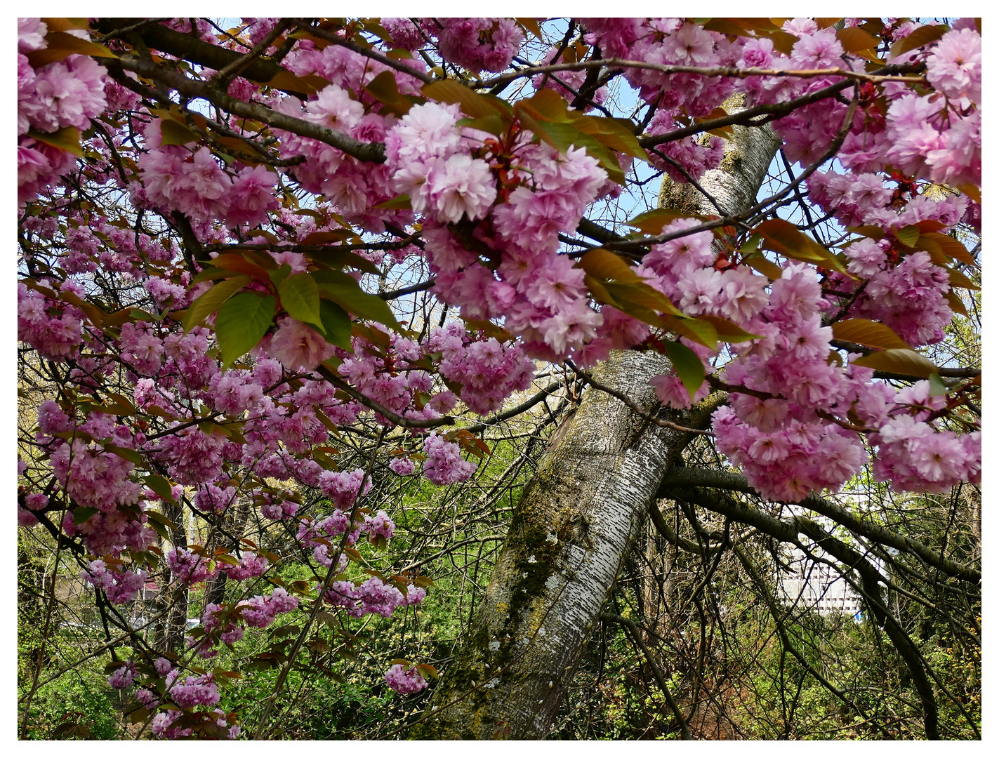 Frühling im Düsseldorfer Hofgarten