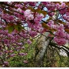 Frühling im Düsseldorfer Hofgarten