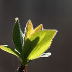 Frühling im Durchlicht