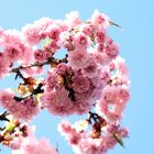 Frühling im Egapark Erfurt