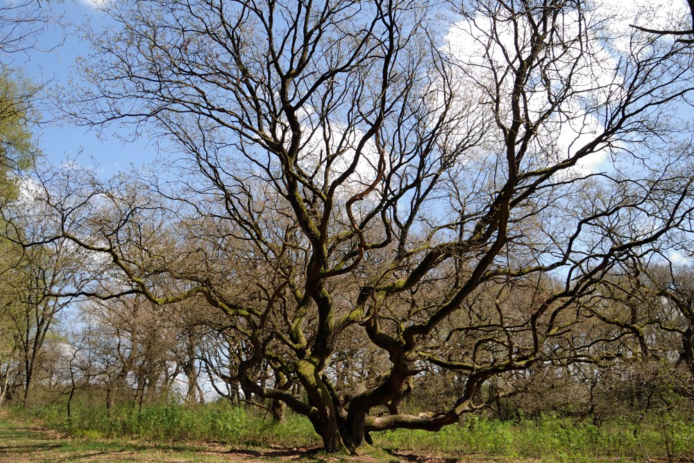 Frühling im Eichenwald I