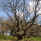 Frühling im Eichenwald I