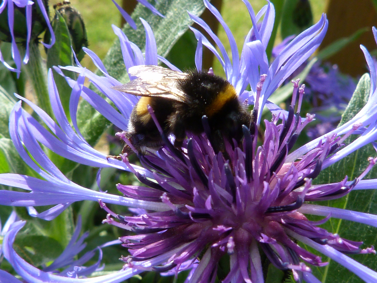 Frühling im eigenen Garten