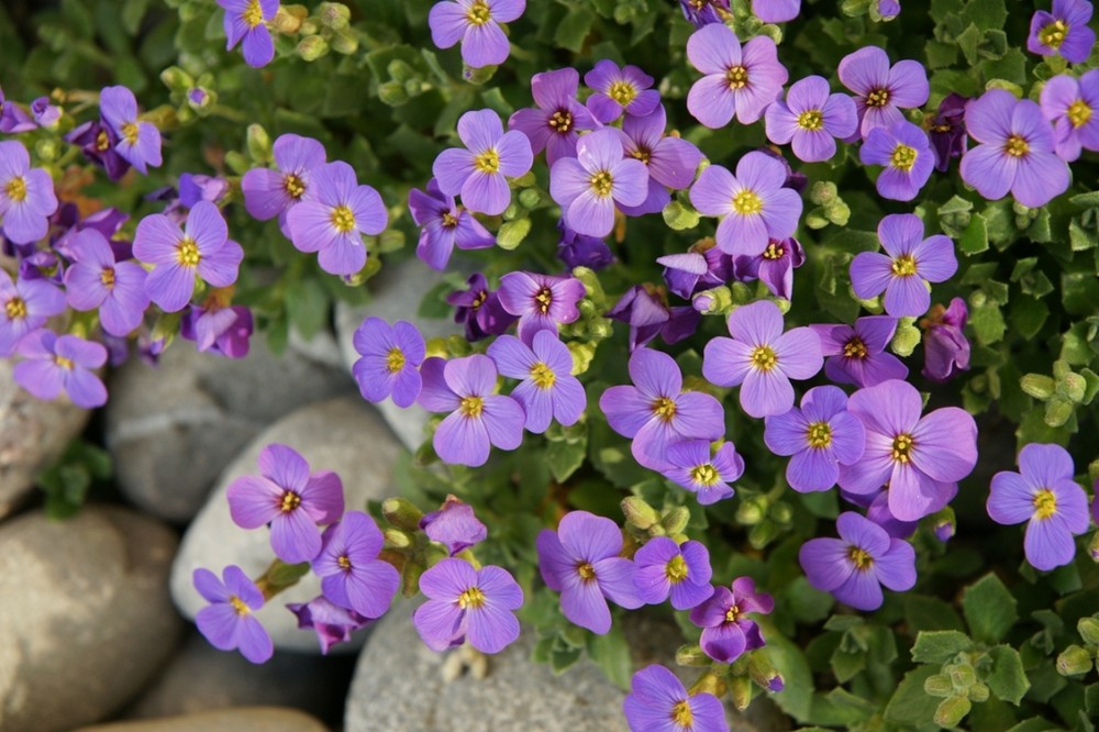 Frühling im eigenen Garten