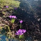 Frühling im eigenen Garten