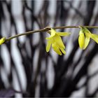 Frühling im Eiltempo