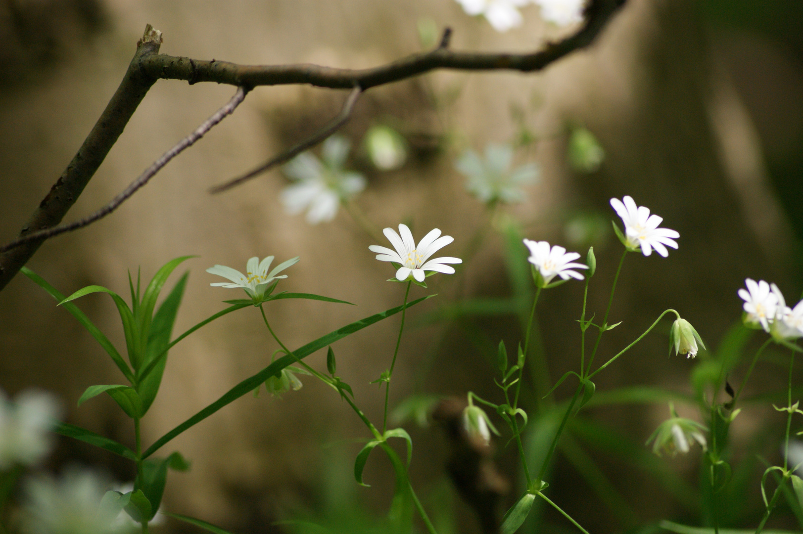 Frühling im Elm