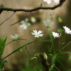 Frühling im Elm