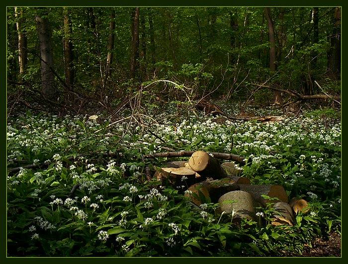 Frühling im Elm