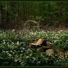 Frühling im Elm