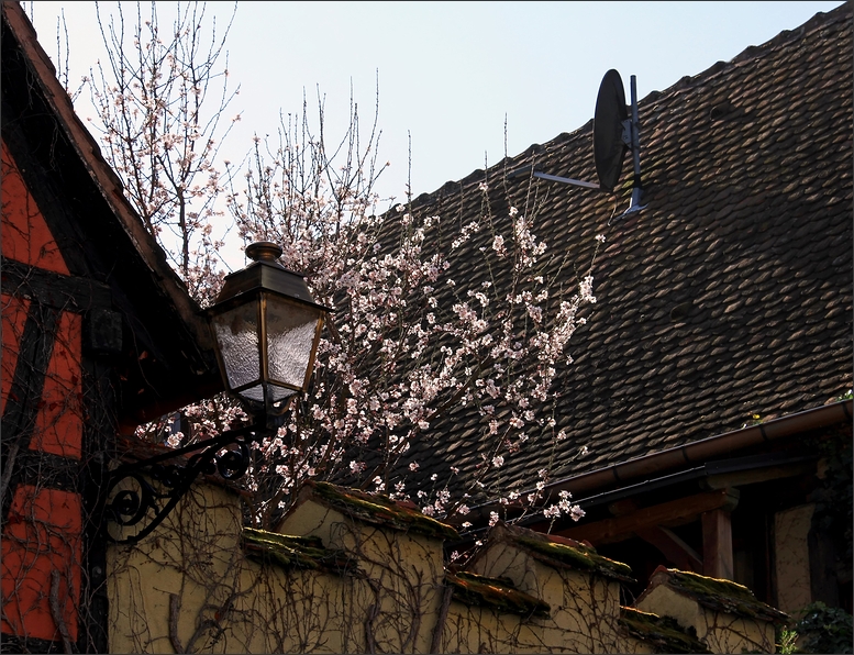 Frühling im Elsass