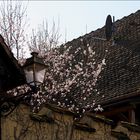 Frühling im Elsass