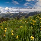 Frühling im Emmental