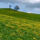 Frühling im Emmental