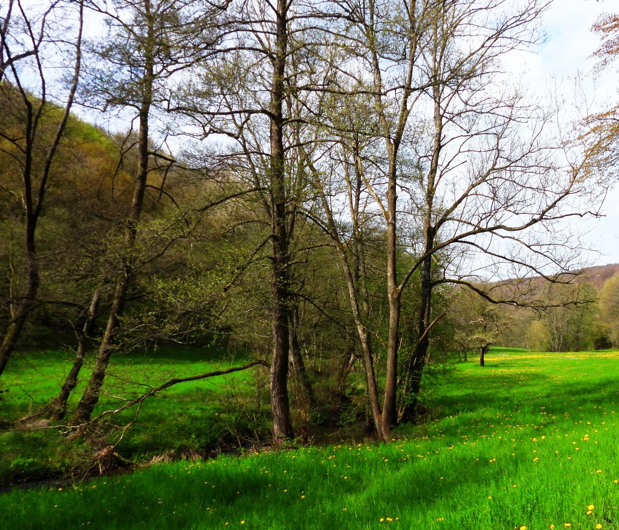 Frühling im Eschweiler Tal bei Bad Münstereifel